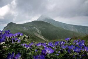 Flora del crinale - Il Cusna - Anello del Cusna  (Foto Mauro Malvolti)