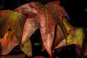 Ultimi colori d'autunno. Foto Mauro Malvolti