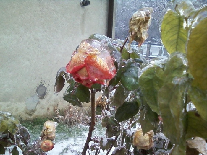 Rosa rossa sotto ghiaccio - Un brivido foto n. 56