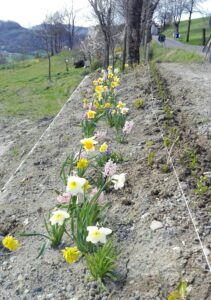 I fiori di Ettorina. Un "giardino" creato sapientemente, in un ripristino di frana, sulla strada di Terrasanta. (Foto Nadia Orlandini)