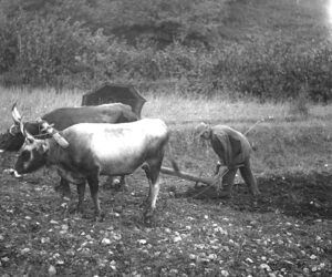 aratura con vacche anni 30 (Foto Francesco Milani)