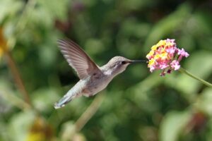 colibri (1)